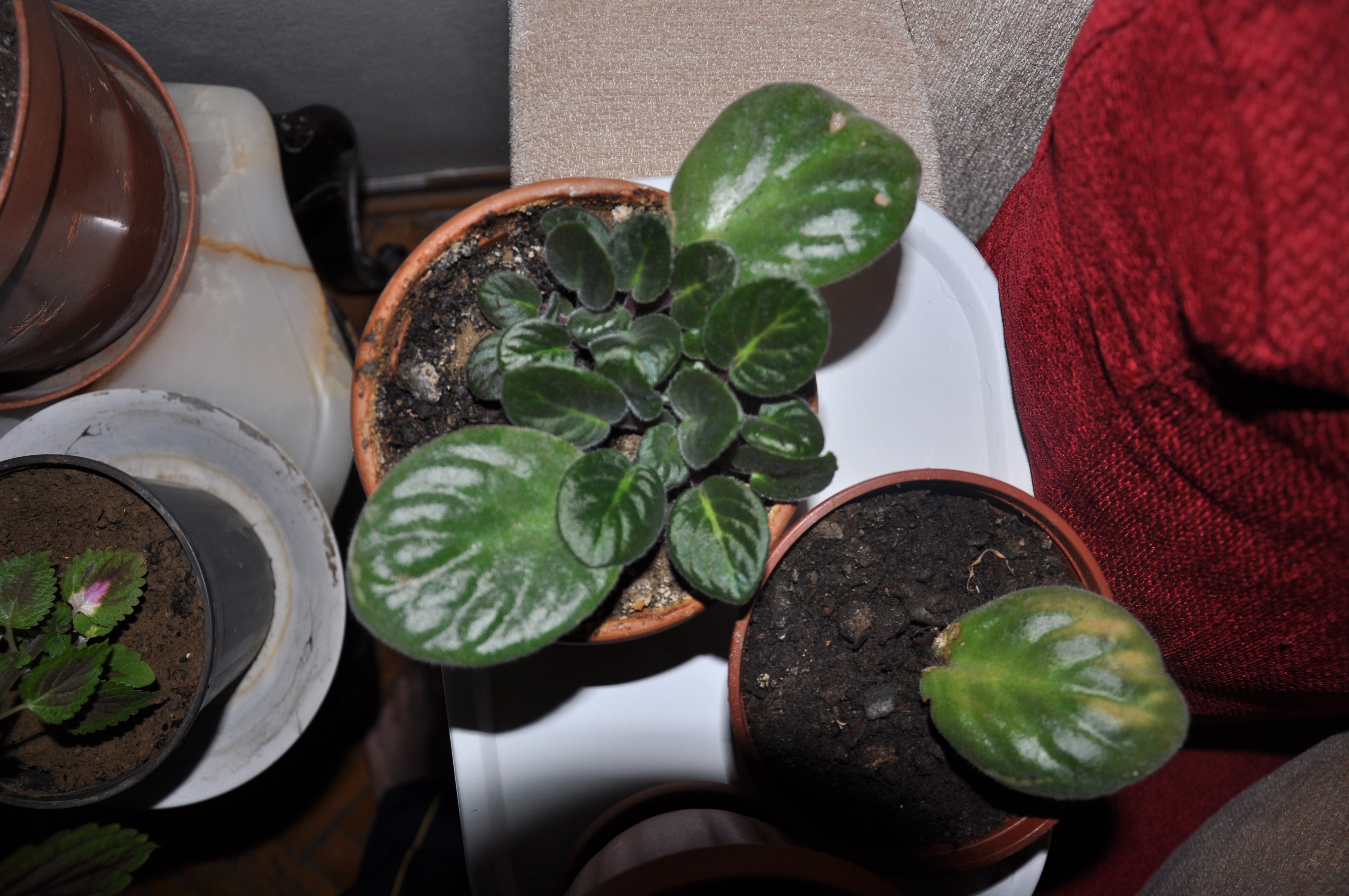 Menekşe Çiçeği Bakımı İçin 10 Etkili İpucu 🌸