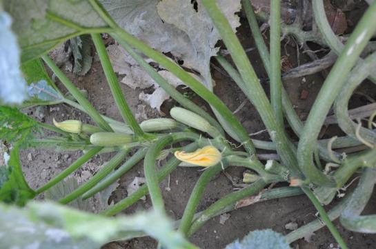 kızartmalık kabak,kabak,kabak bakımı,kabak çekirdeği,pumpkin