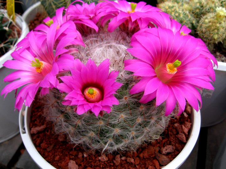 Kaktüs Bakımı: İpuçları ve Püf Noktaları