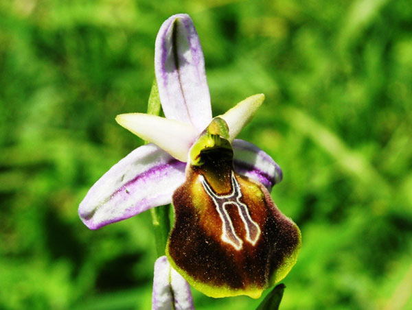 Likya Orkidesi Tehlikesi: Koruma Çalışmaları 🌺