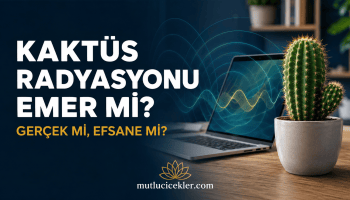 Kaktüs radyasyonu emer mi?