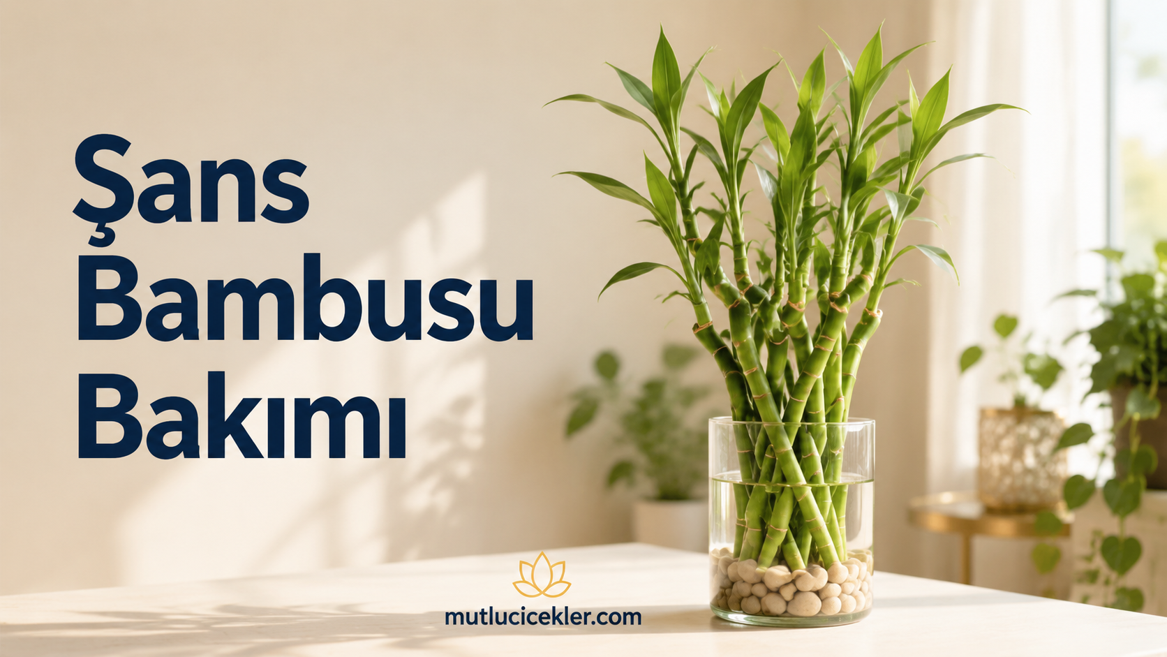 Şans Bambusu Bakımı: Suda ve Toprakta Yetiştirme Rehberi