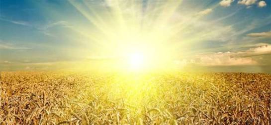 bitkilerden altın elde etmek