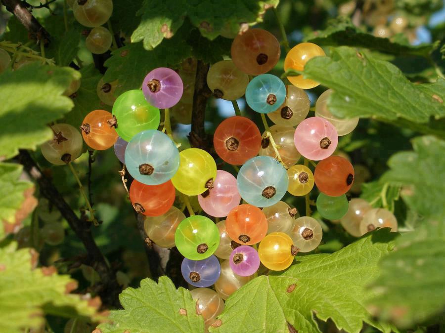 Bektaşi Üzümü Nedir? Faydaları ve Bakım Yöntemleri