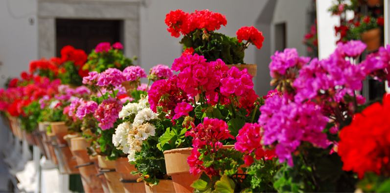 Sardunya Çiçeği Bakımı: İpuçları ve Püf Noktaları