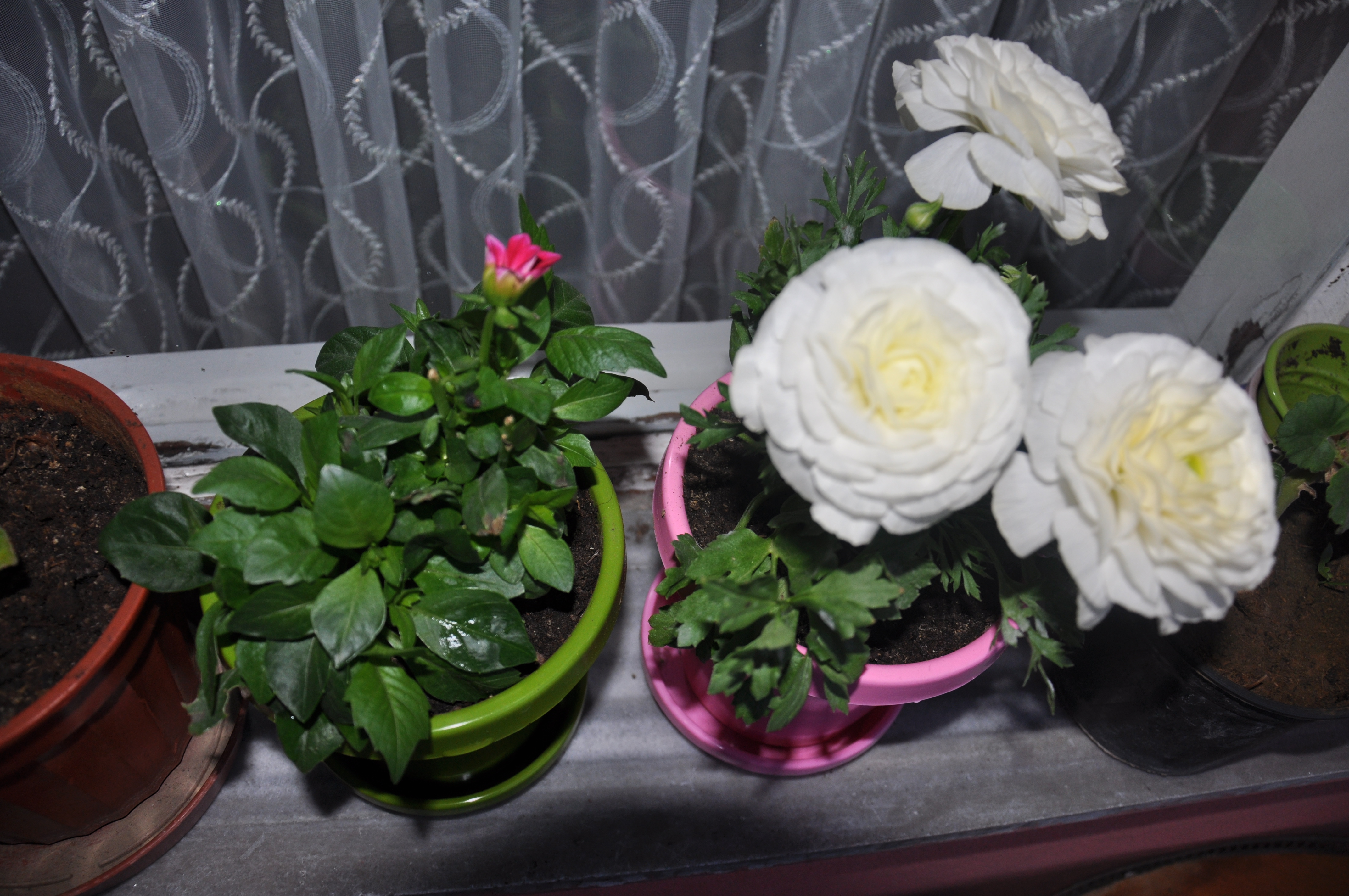 Şakayık Çiçeği Sulama ve Besleme İpuçları