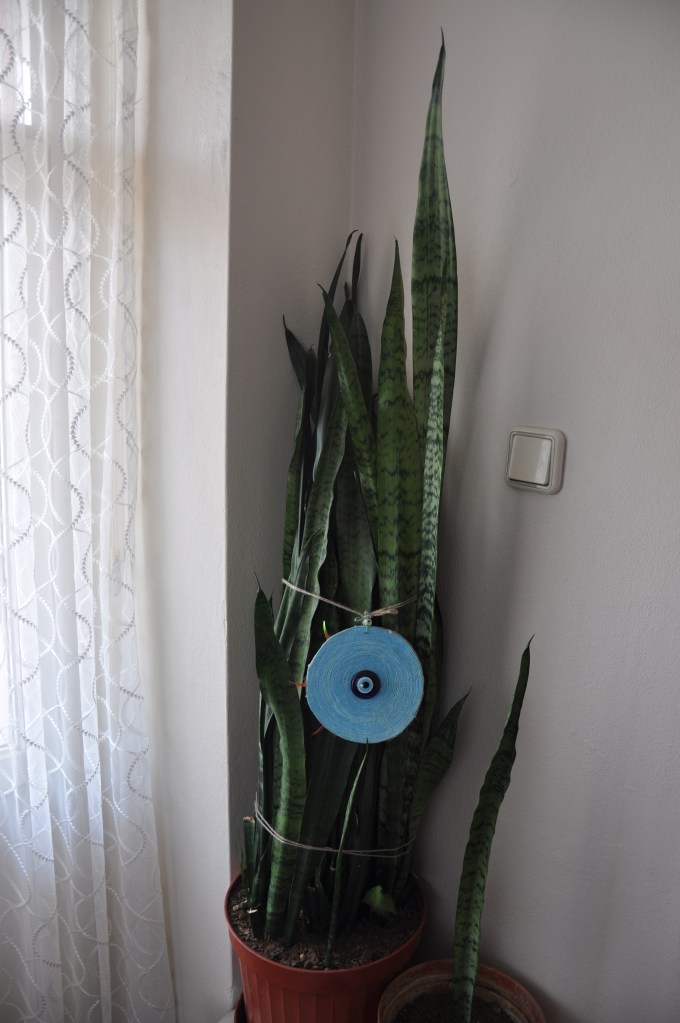 Sansevieria,Peygamber Kılıcı Çiçeği,Peygamber Kılıcı Çiçeği bakımı,Peygamber Kılıcı Çiçeği sulaması,Peygamber Kılıcı Çiçeği yetiştirilmesi,Peygamber Kılıcı Çiçeği püf noktaları