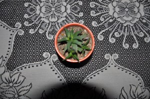 sevimi kaktüsler,kaktüs bakımı,kaktüs sulaması,ilginç kaktüs