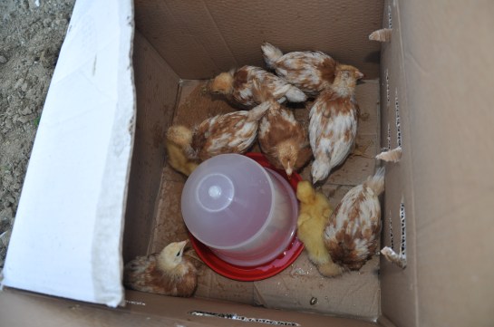 civciv,ferik,ördek,civciv bakımı,ördek bakımı