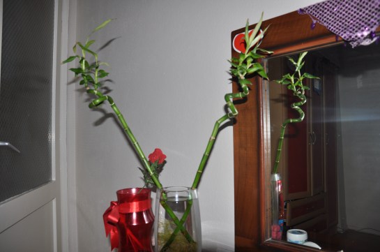 bamboo bitkisi,bambo bakımı,bamboo şansı,bamboo uğuru