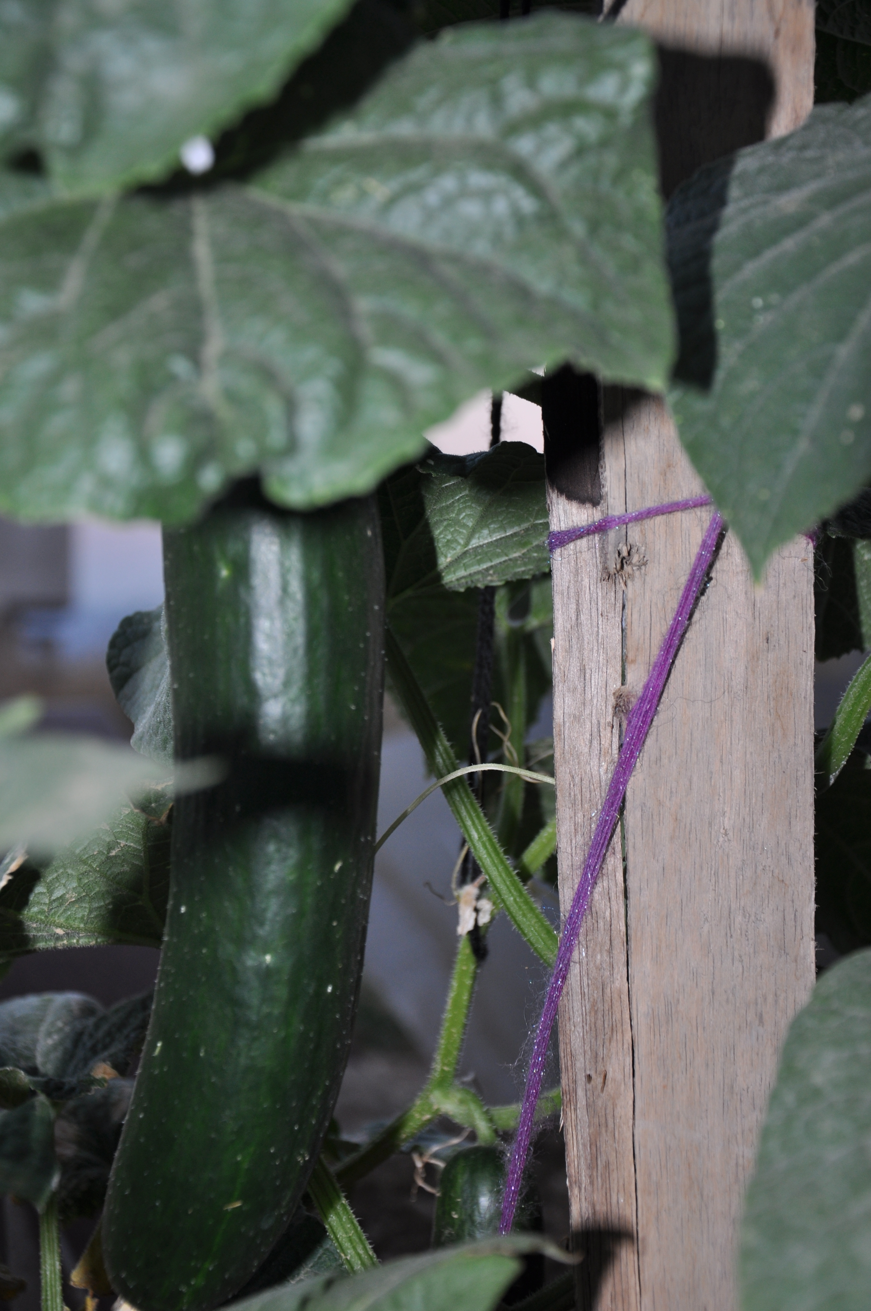 Salatalık Yetiştirmenin İpuçları: Verimli ve Lezzetli Hasatlar İçin Bilmeniz Gereken Her Şey