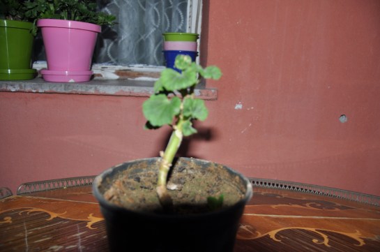 Sardunyalar,Renkli Sardunyalar,geranium,sardunya bakımı,sardunya sulaması