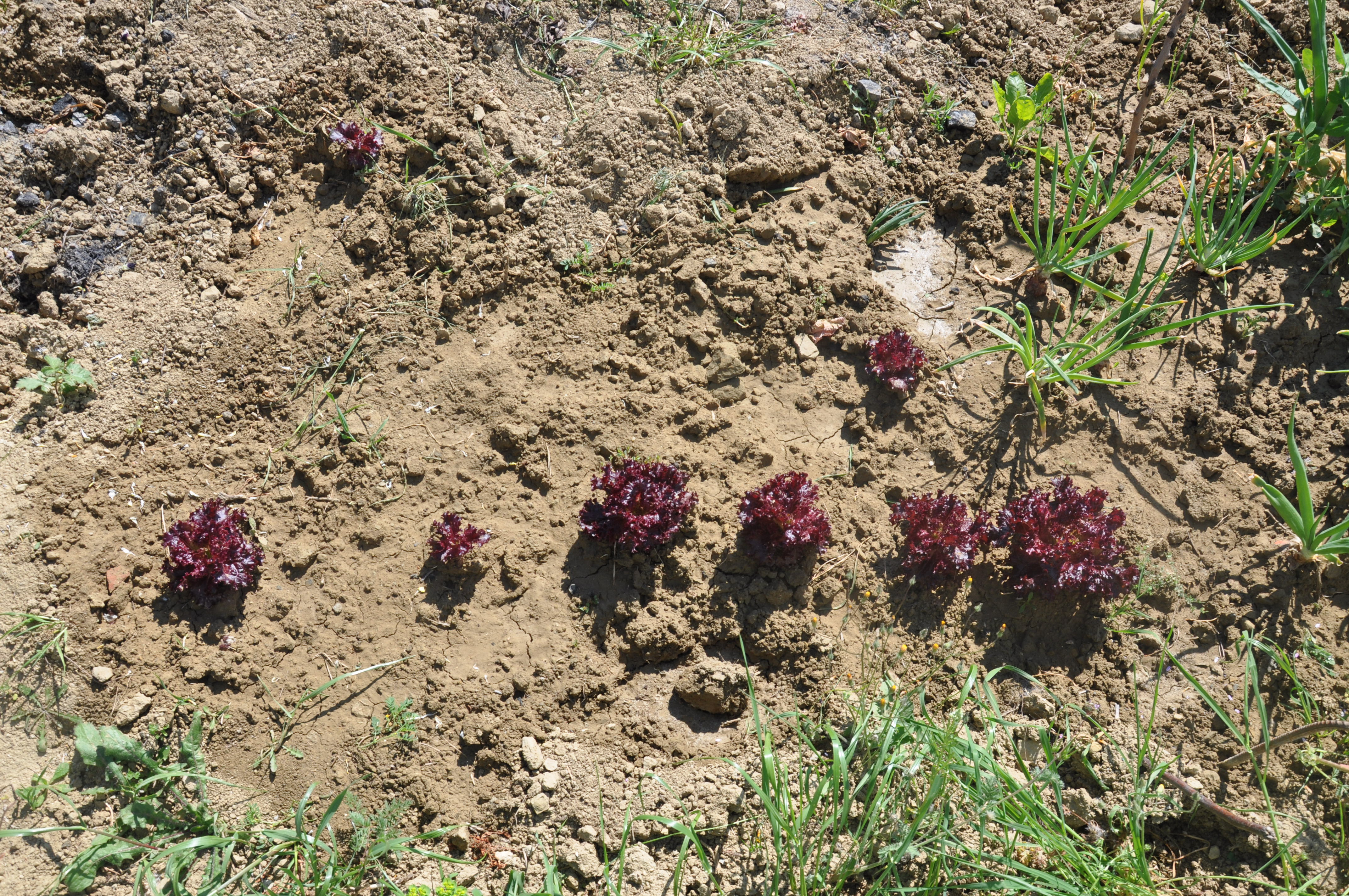 Salatalarımızın Rengi “Kırmızı Kıvırcık”