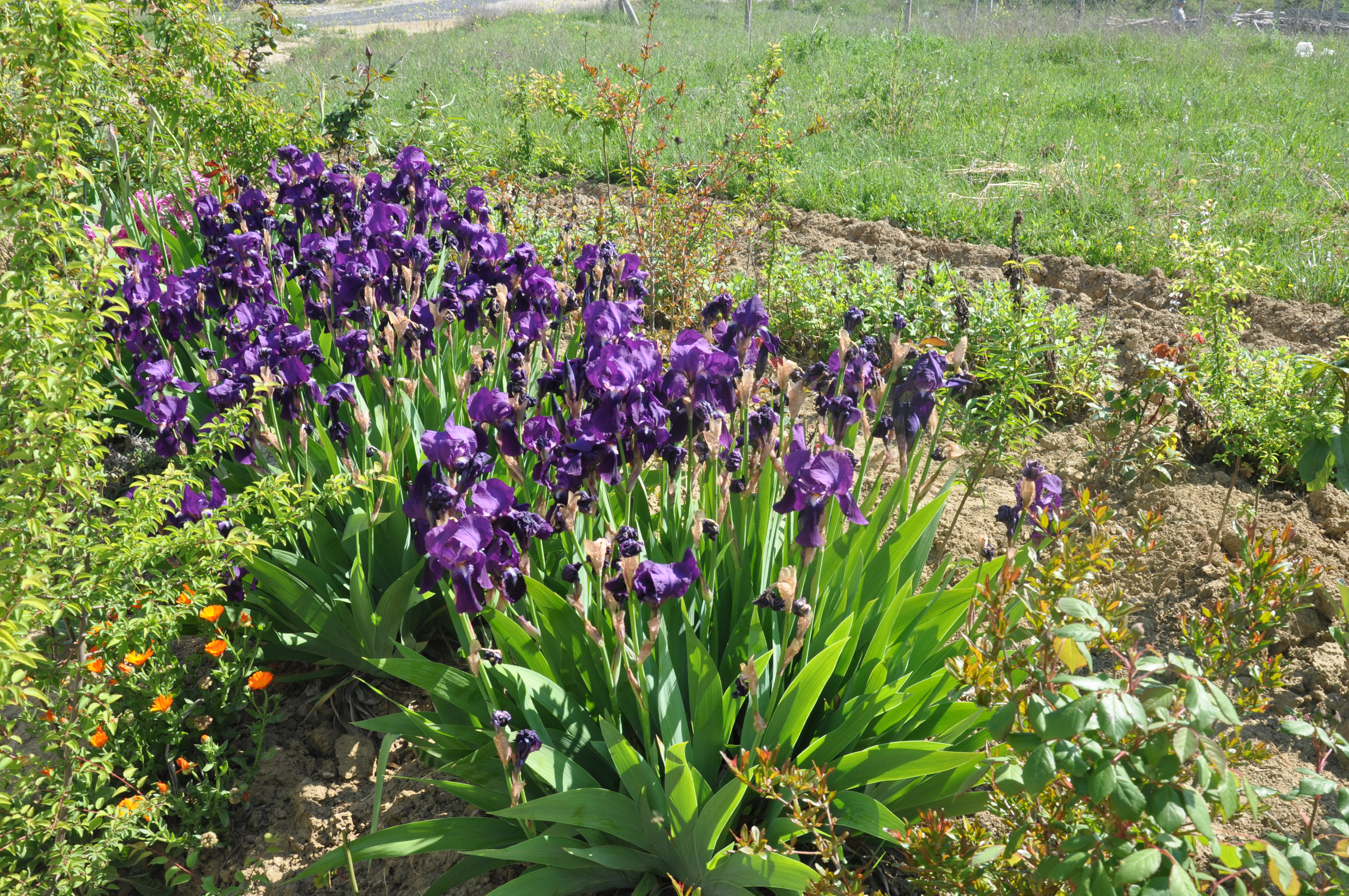Zambak Çiçeği Sulama ve Çoğaltma Yöntemleri