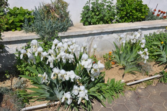 zambak bakımı,zambak yetiştirmek,lilyum,lily,lilium