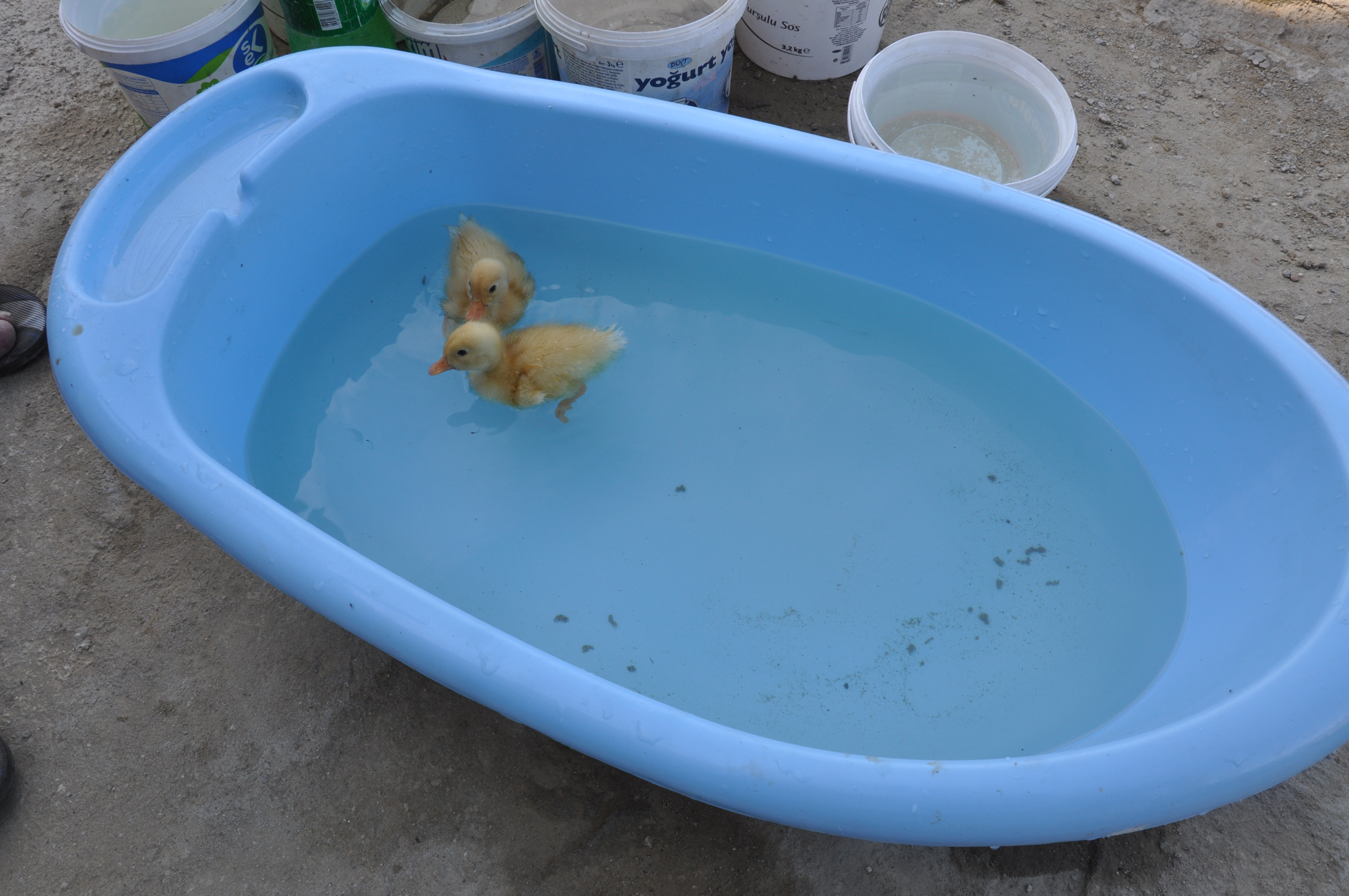 ördek bakımı,ördek yetiştirmek,duck, caring a duck,ördekler nasıl büyür