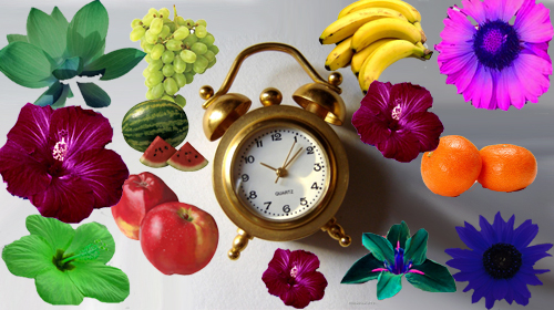 Bitkilerin Gece Oksijen Tüketimi: Mit mi Gerçek mi?