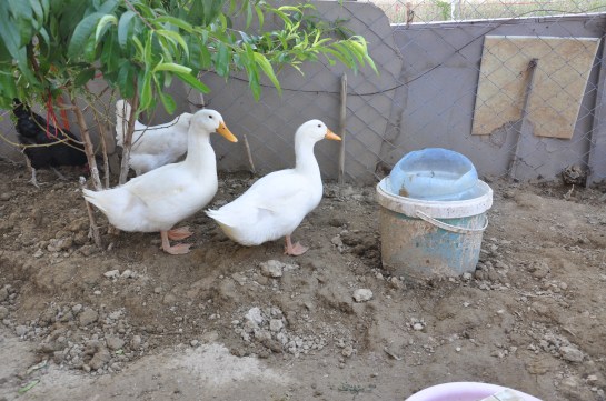 pekin ördeği bakımı,pekim ördeği kuluçkaya yatmaz, pekin ördeği
