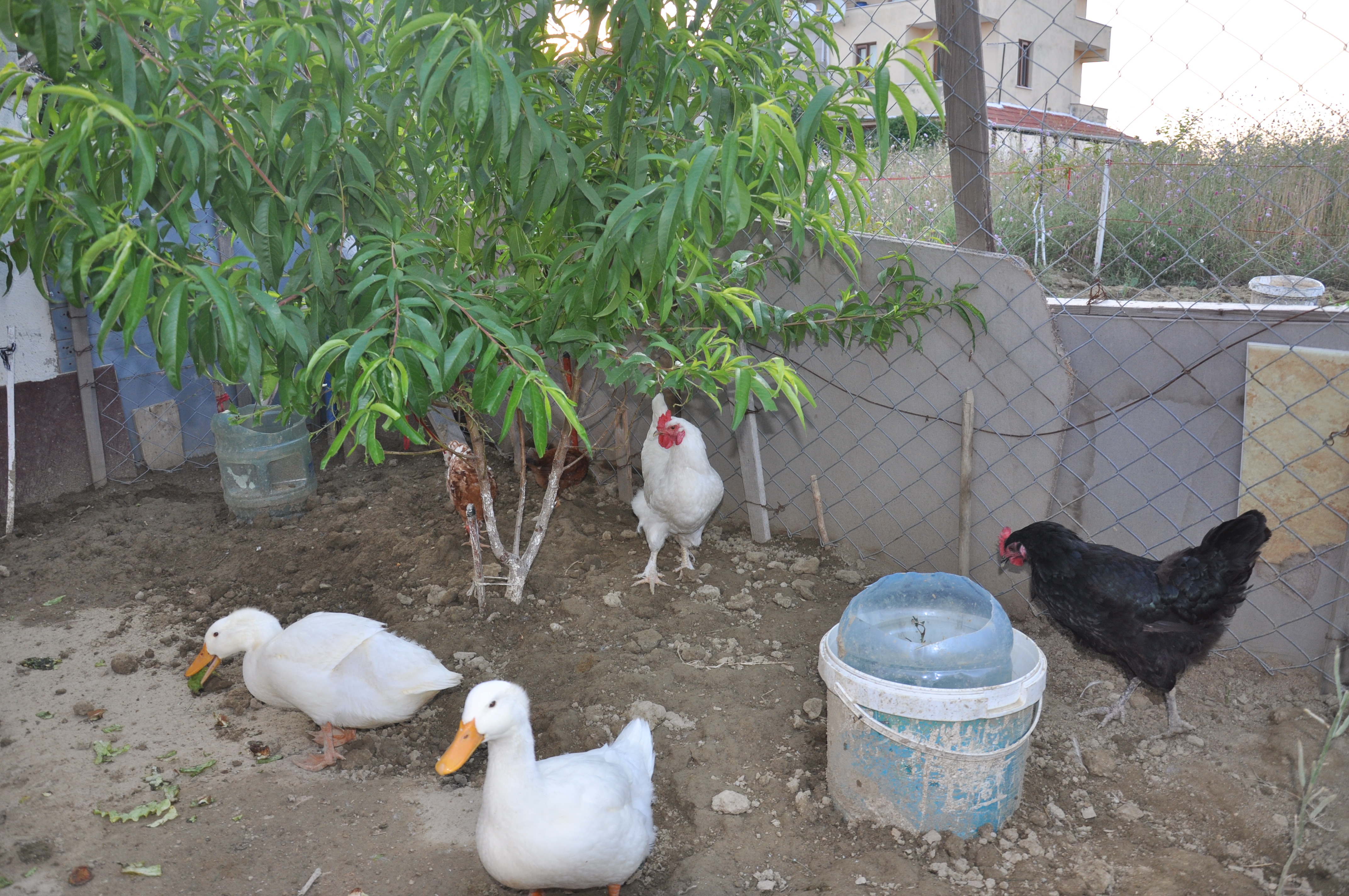 Pekin Ördekleri: Bakım ve Yetiştirme İpuçları