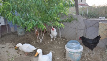 pekin ördeği bakımı,pekim ördeği kuluçkaya yatmaz, pekin ördeği