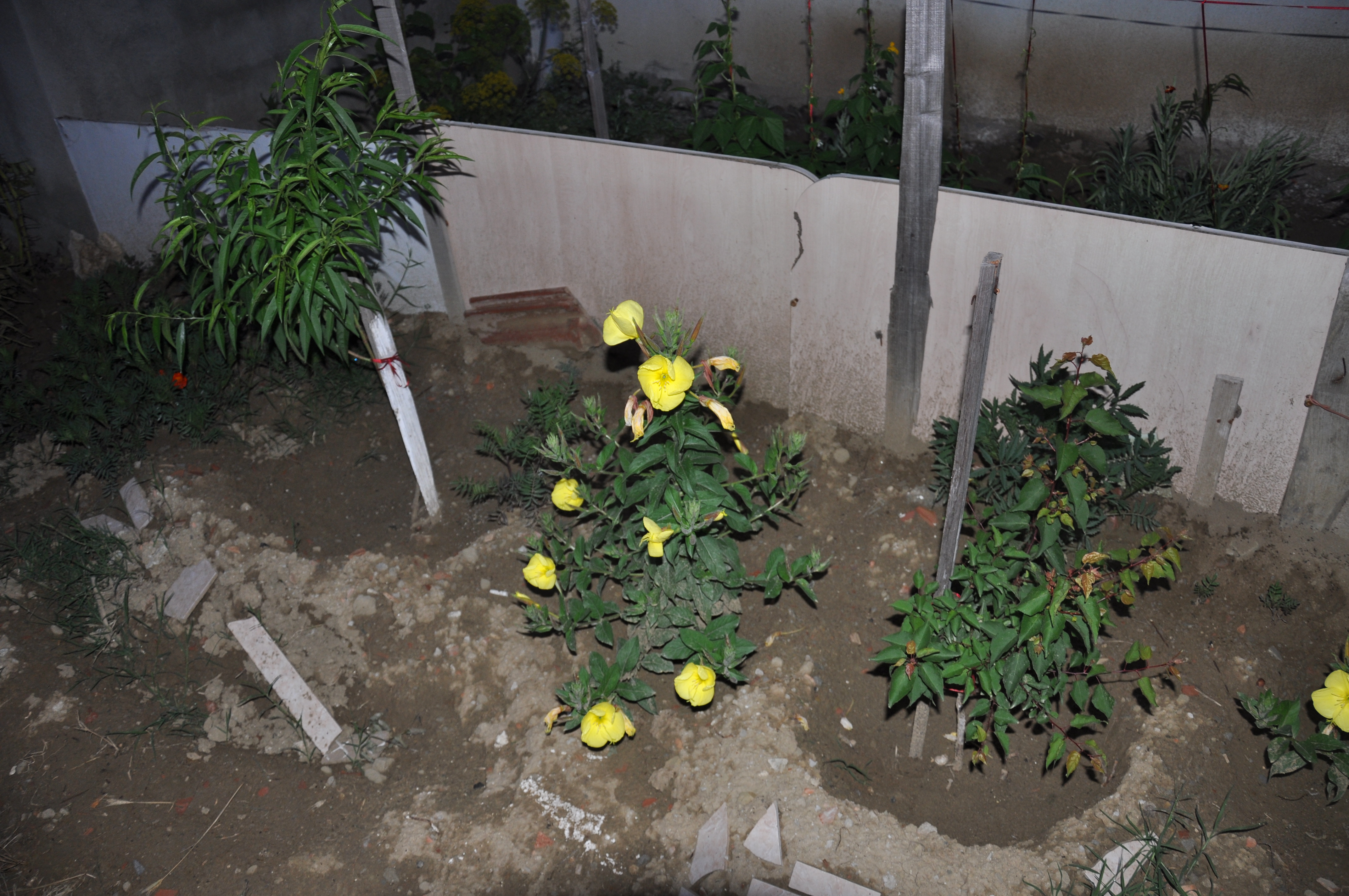 ezan çiçeği,akşam ezanında açan çiçek,müslüman çiçeği,ezan çiçeği bakımı,ezan çiçeği sulanması,ezan çiçeği çoğaltılması