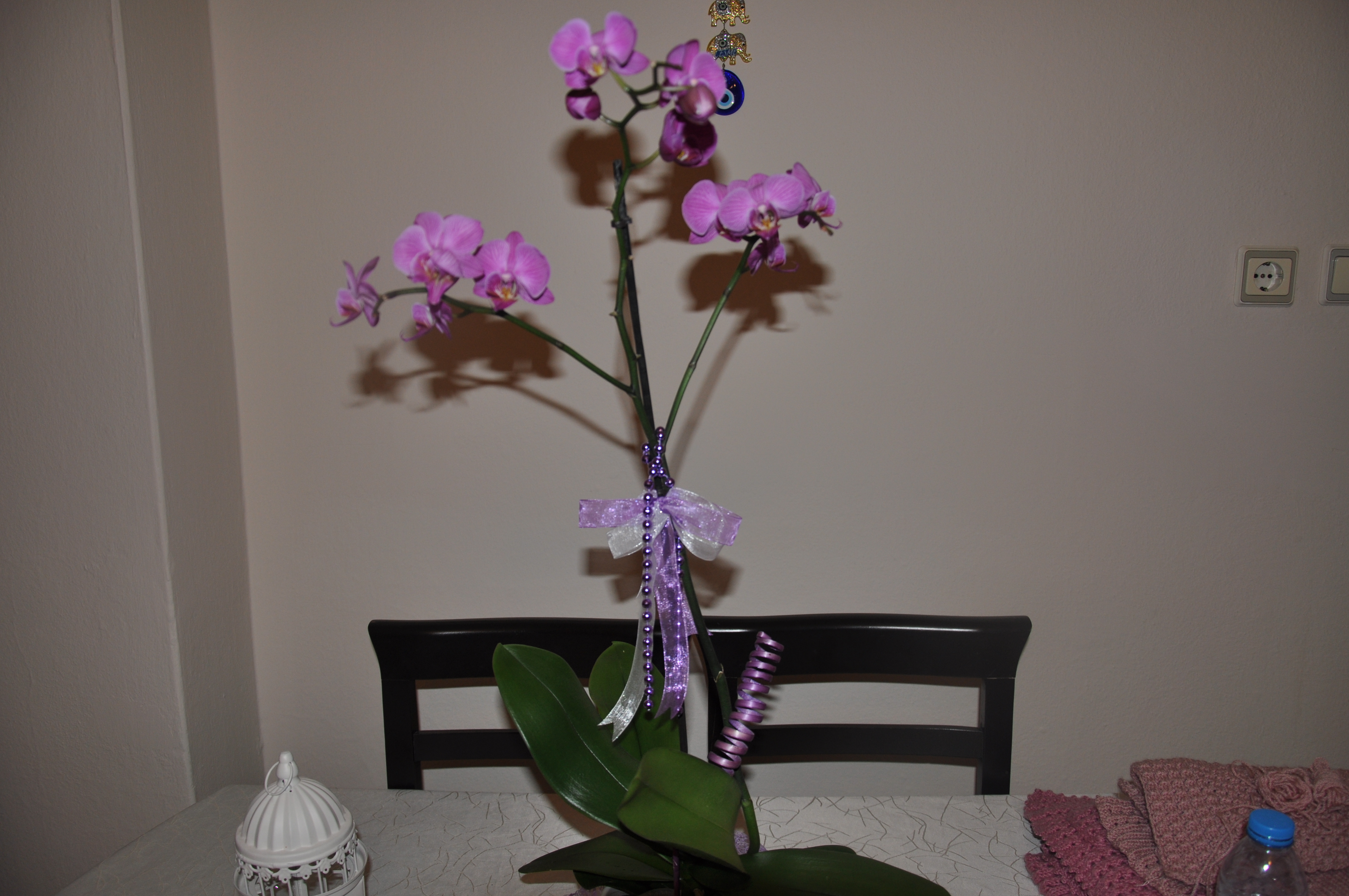 Orkide Çiçeği Bakımı ve Üretimi Hakkında Her Şey 🌸