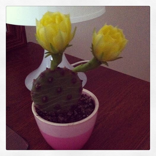 Opuntia Kaktüs Bakımı: İpuçları ve Yöntemler