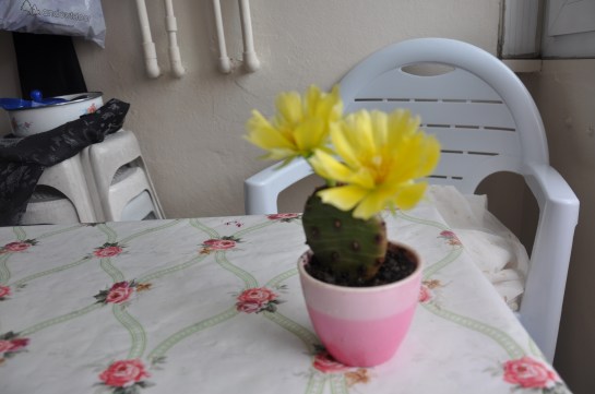 kaktüs nasıl bakılır,kaktüs nasıl sulanır,kaktüs hakkında her şey,kaktüs hakkında bilmedikleriniz,kaktüs birkisi,çiçek bakımı,çiçek nasıl bakılır,taç yapraklı bitkiler.