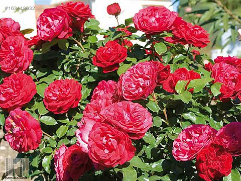 Yediveren Güllerinden bir görünüm ...