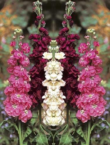 Şebboy Çiçeği: Güzel Kokulu Süs Bitkisi