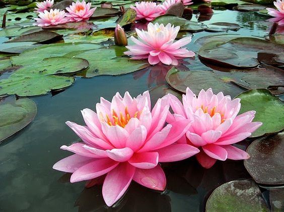 Gölde yüzen pembe nilüferler, çevresindeki yeşil su yüzeyiyle birlikte.