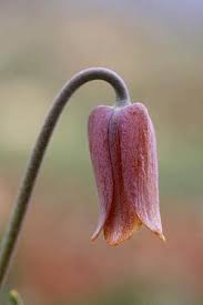 Güzelliği Dillere Destan “Laleler”