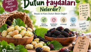 Beyaz ve kara dut ile dutun faydaları ve besin değeri