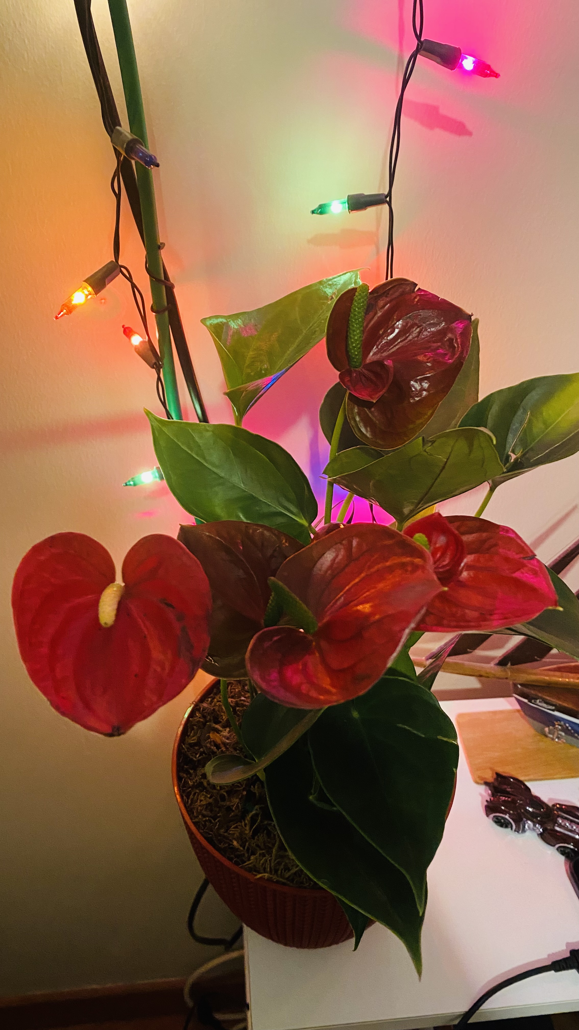 Antoryum Bitkisi: Hava Temizleyici ve Erkeklik Hormonu Destekleyici