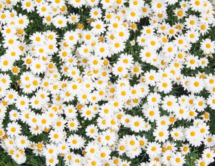 Beyaz ve sarı çiçeklerden oluşan bir çiçek bahçesi.