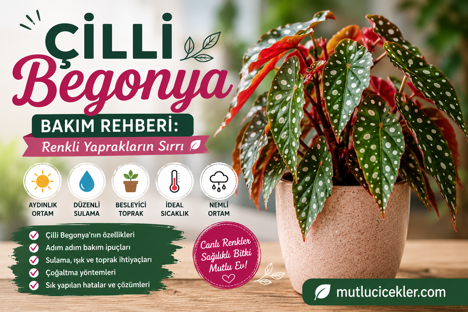 Çilli Begonya Bakım Rehberi: Renkli Yaprakların Sırrı 🌿✨