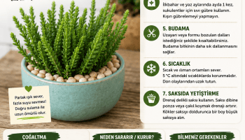 Prenses Çamı Bakım Rehberi