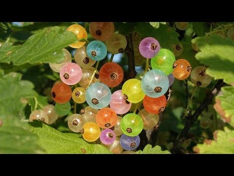 Bektaşi Üzümü Bakımı: Sağlıklı ve Bol Meyve Almanın Püf Noktaları