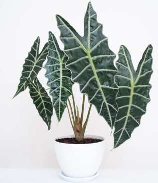 🌿 Fil Kulağı Bitkisi (Alocasia) Bakım Rehberi: Büyüleyici Yapraklar İçin İpuçları