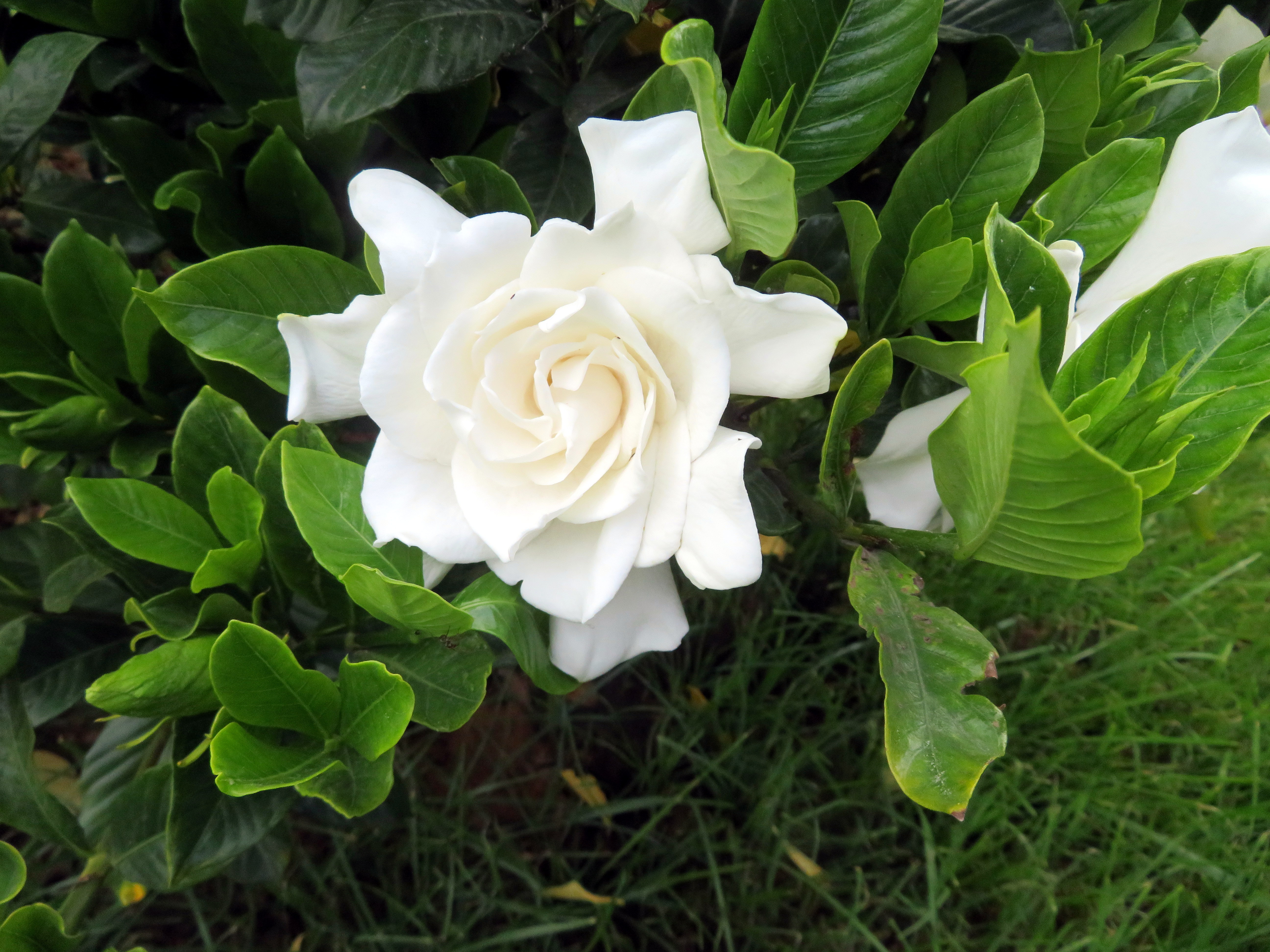 🌿 Gardenya Çiçeği Bakımı: İpuçları ve Öneriler