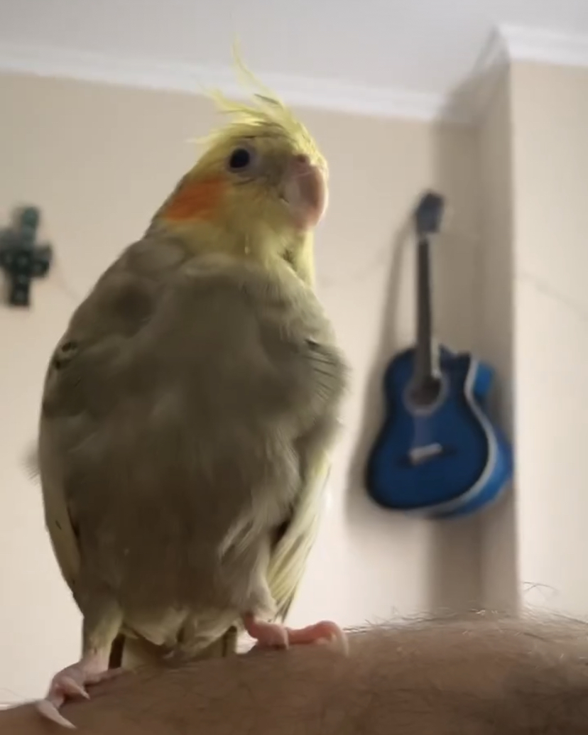 Sultan Papağanı (Cockatiel) Bakım Rehberi 🦜✨