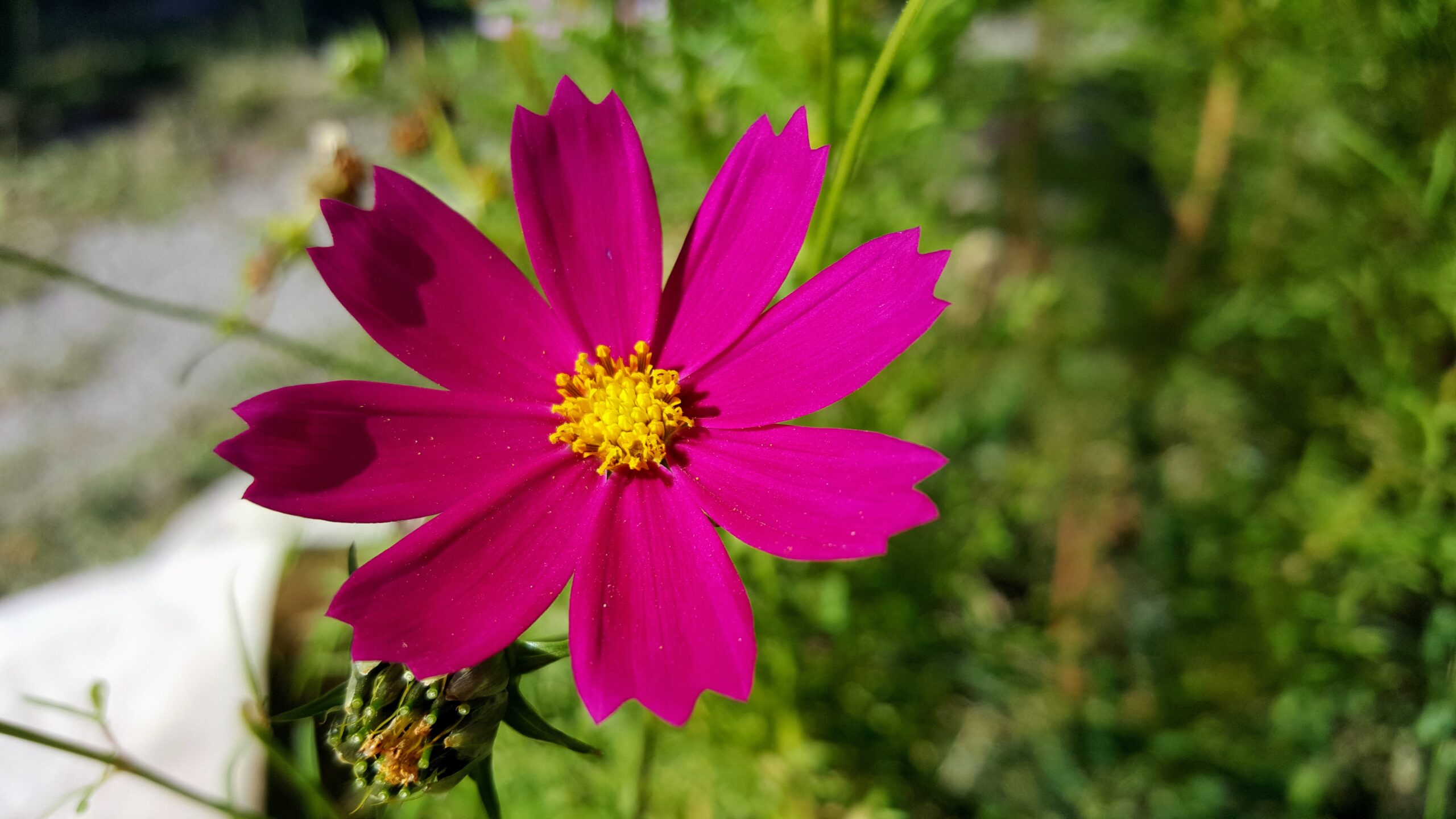 Meksika Yıldızı: Renkli ve Gösterişli Dekorasyon Fikirleri