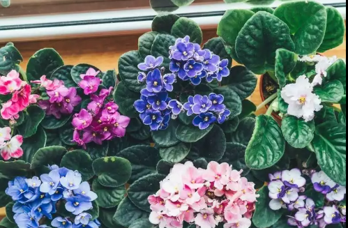 İç Mekanlarda Menekşe Yetiştirmenin Yolları