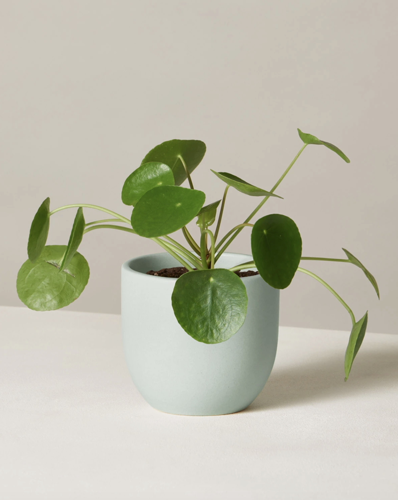 Çin Para Çiçeği (Pilea peperomioides) Bakım Rehberi
