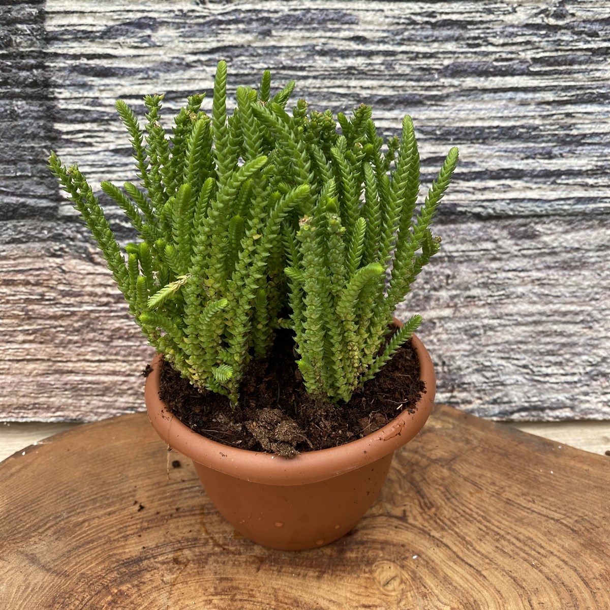 Prenses Çamı Bakımı: Doğru İpuçlarıyla Sağlıklı Yetiştirme