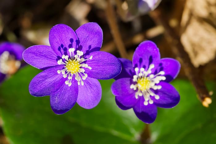 Anemon Çiçeği Bakımı: İpuçları ve Stratejiler