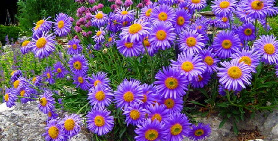 Bahçenizde Aster Çiçekleri ile Doğa Dostu Alanlar Yaratın
