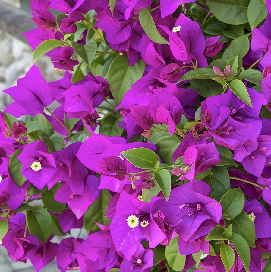 Begonvil Çiçeği Bakım Rehberi🌸