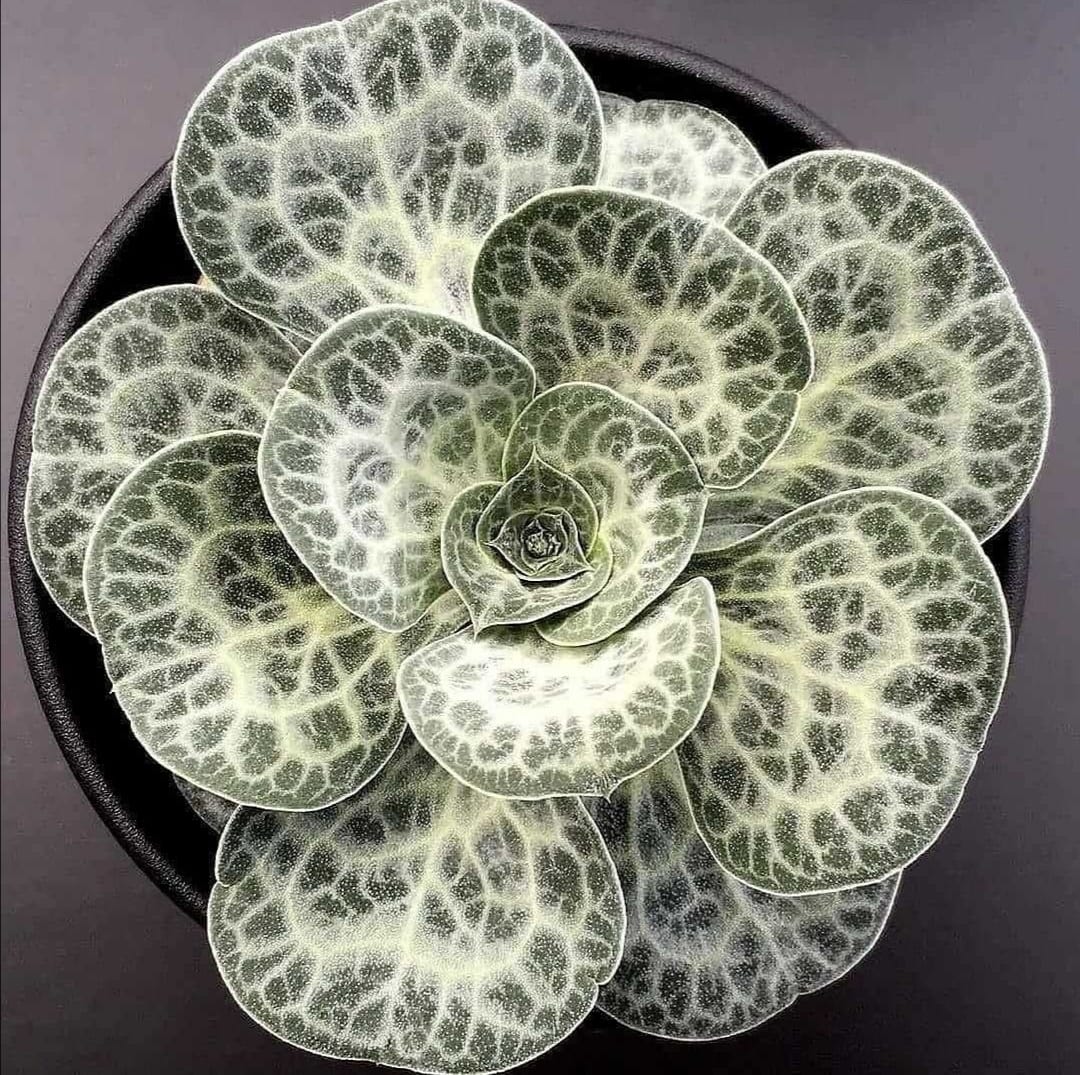 Bukiniczia Cabulica: Doğal Ortamda Yetişen Nadir Bir Bitki