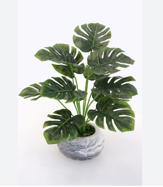 Deve Tabanı Çiçeği: Bakım ve Özellikleri